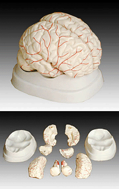Cilvēka smadzeņu modelis XC-308