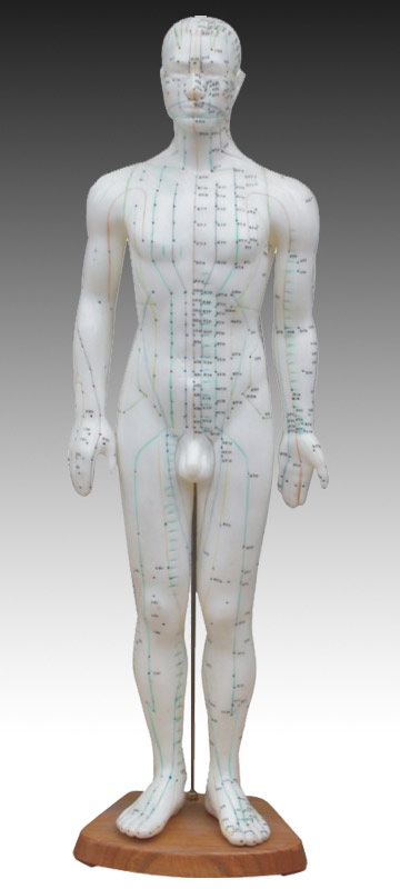 Akupunktūras cilvēka makets 60cm XC-518