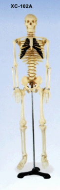 Cilvēka skelets XC-102B,XC-102A