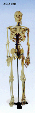 Cilvēka skelets XC-102B,XC-102A