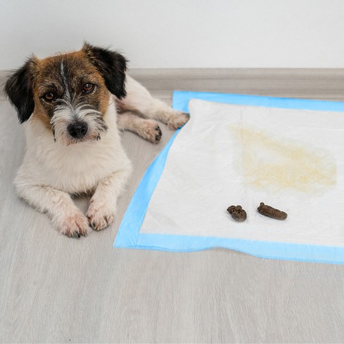 Higiēnas autiņi dzīvniekiem 60x60cm 50gab. Purlovs (21600) Higiēnas autiņi dzīvniekiem 60x60cm 50gab. Purlovs (21600)