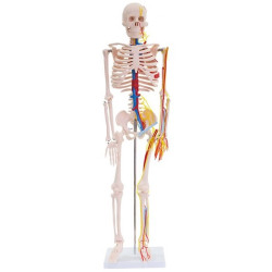Anatomiskais modelis Cilvēka skelets XC-102B / Ir uz vietas!