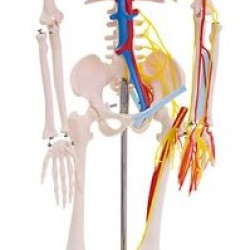 Anatomiskais modelis Cilvēka skelets XC-102B / Ir uz vietas!