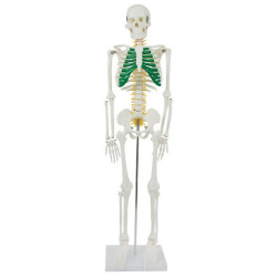Anatomiskais modelis Cilvēka skelets XC-102A
